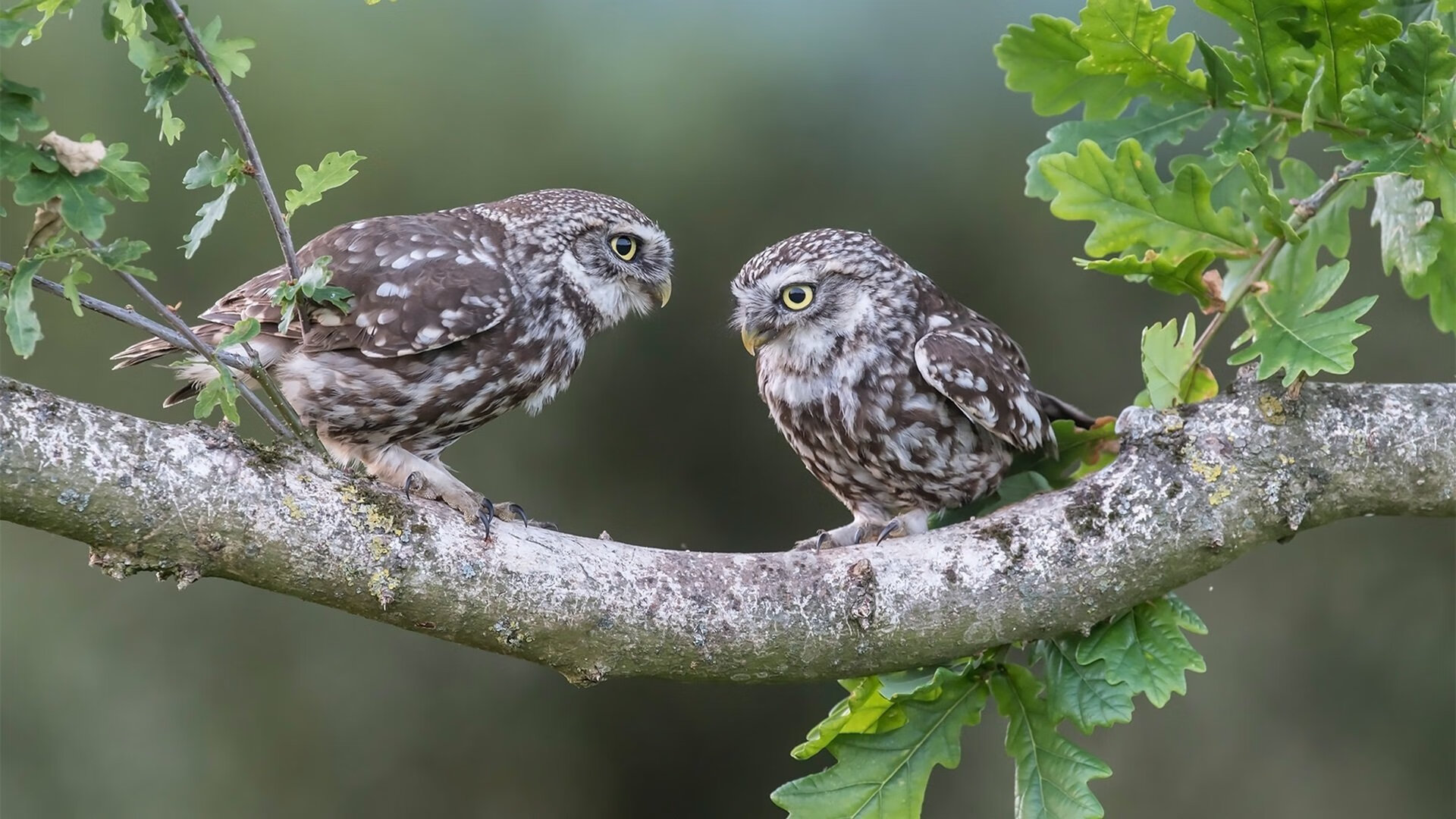 FB体育在线直播平台-_NBA季前赛:新秀表现令人期待_,nba季前赛新规则