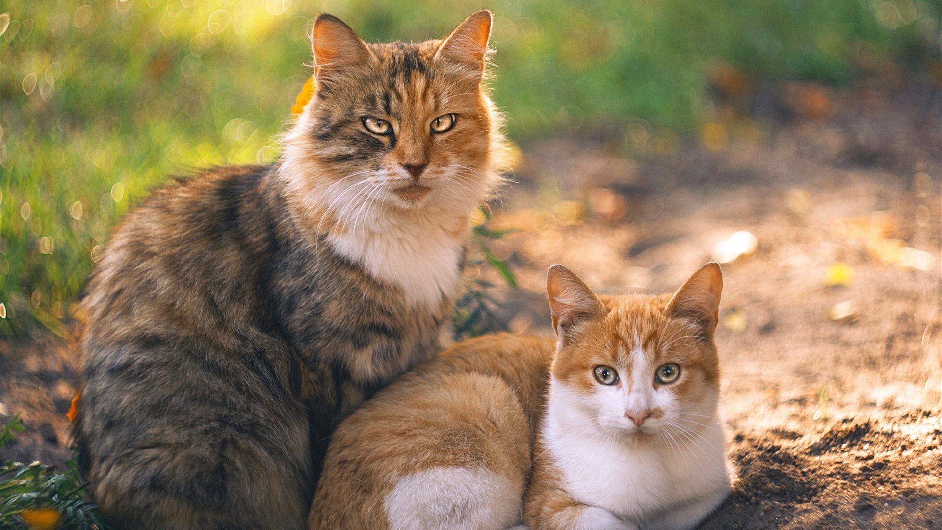 FB体育官网平台-_猛龙展现坚韧，逆转战局成功_，猛龙岀击