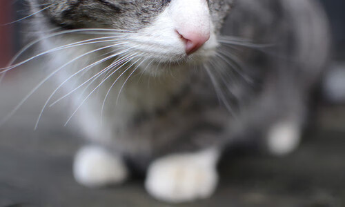 fb体育全站-_迈阿密公开赛:德约科维奇连续第十次夺冠_,迈阿密公开赛官网