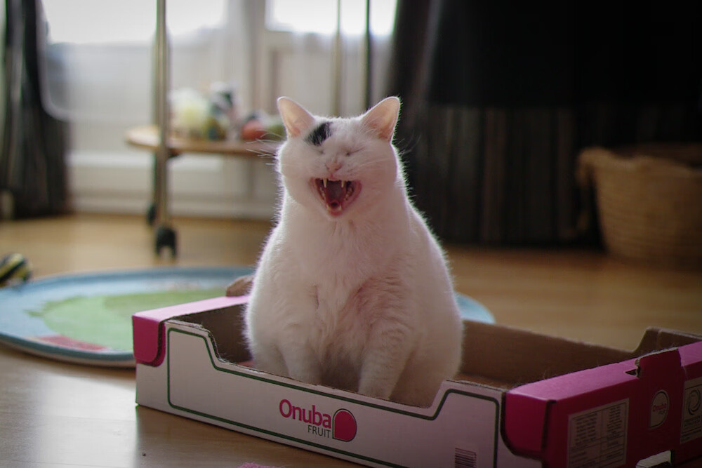 fb体育全站-“罕见大快攻:联盟最快速度的绝佳快攻瞬间”,联盟攻速最多叠到多少