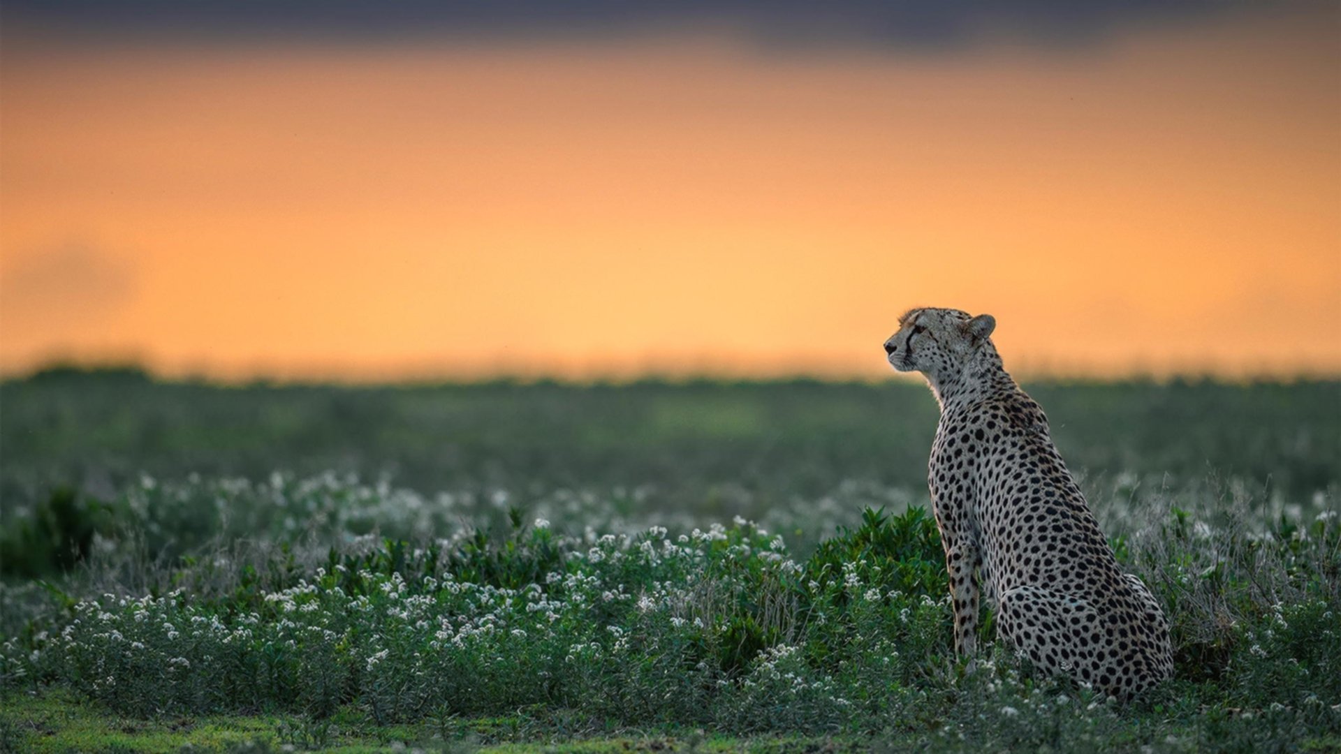 fb体育平台安全-“青春荣光”青少年篮球纪录片在央视热播，讲述成长故事