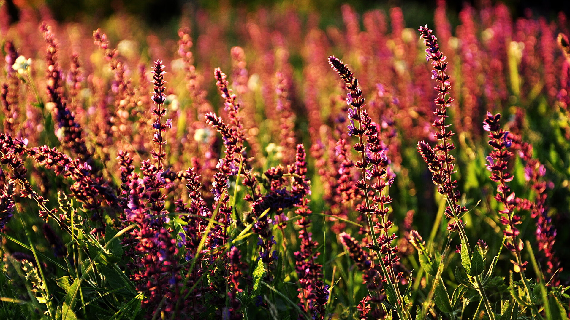 FB体育在线-【新规下的战术调整】球队如何适应“轮换投手”的新战略？，球队轮换什么意思