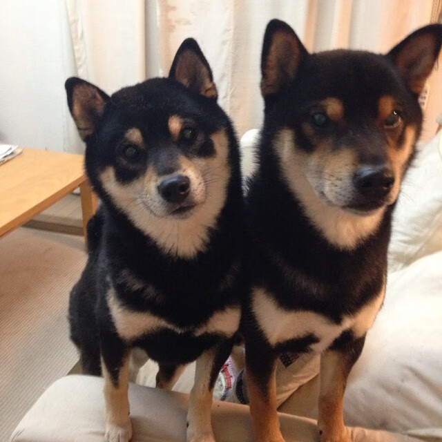 FB体育官方-德甲：门兴2-2平汉堡，攻防两端精彩纷呈，德甲门兴vs多特蒙德