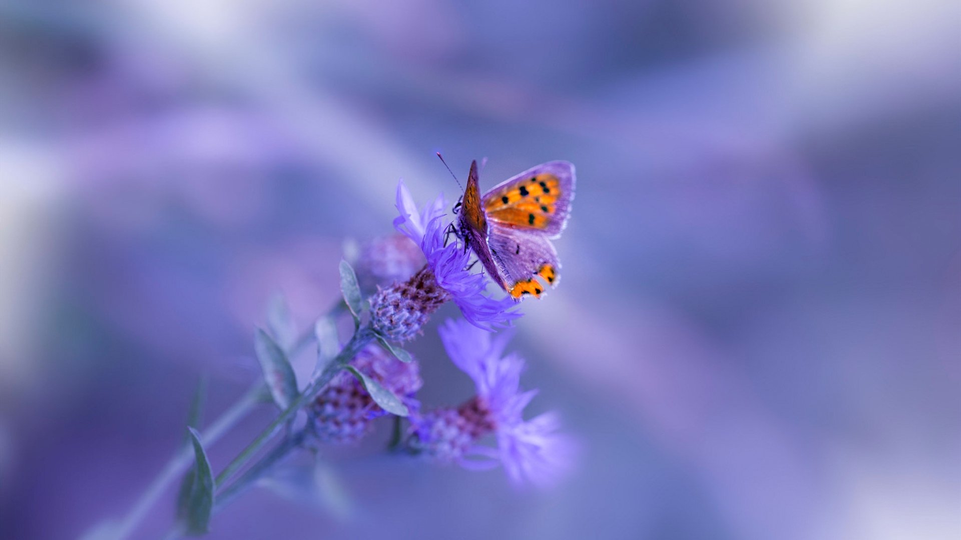 FB体育入口-意大利队重建计划启动，年轻球员获重用，意大利队主力队员