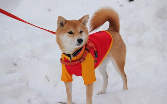 fb体育网址-未来新星:潜力无限的青训球员 portr