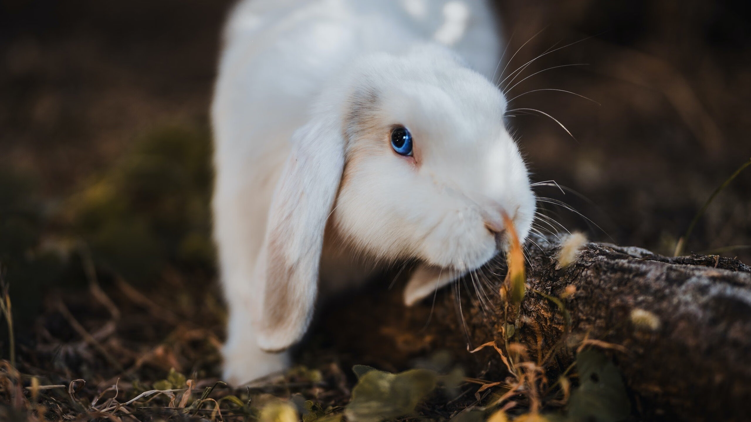 fb体育官网首页-纳菲萨图·蒂亚姆蝉联女子七项全能金牌，娜弗萨图 蒂亚姆