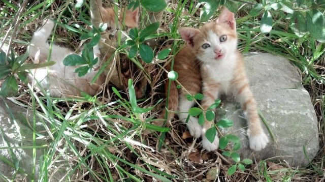 fb体育全站-纪录与突破:运动员追求极限的故事,运动员的纪录片有哪些