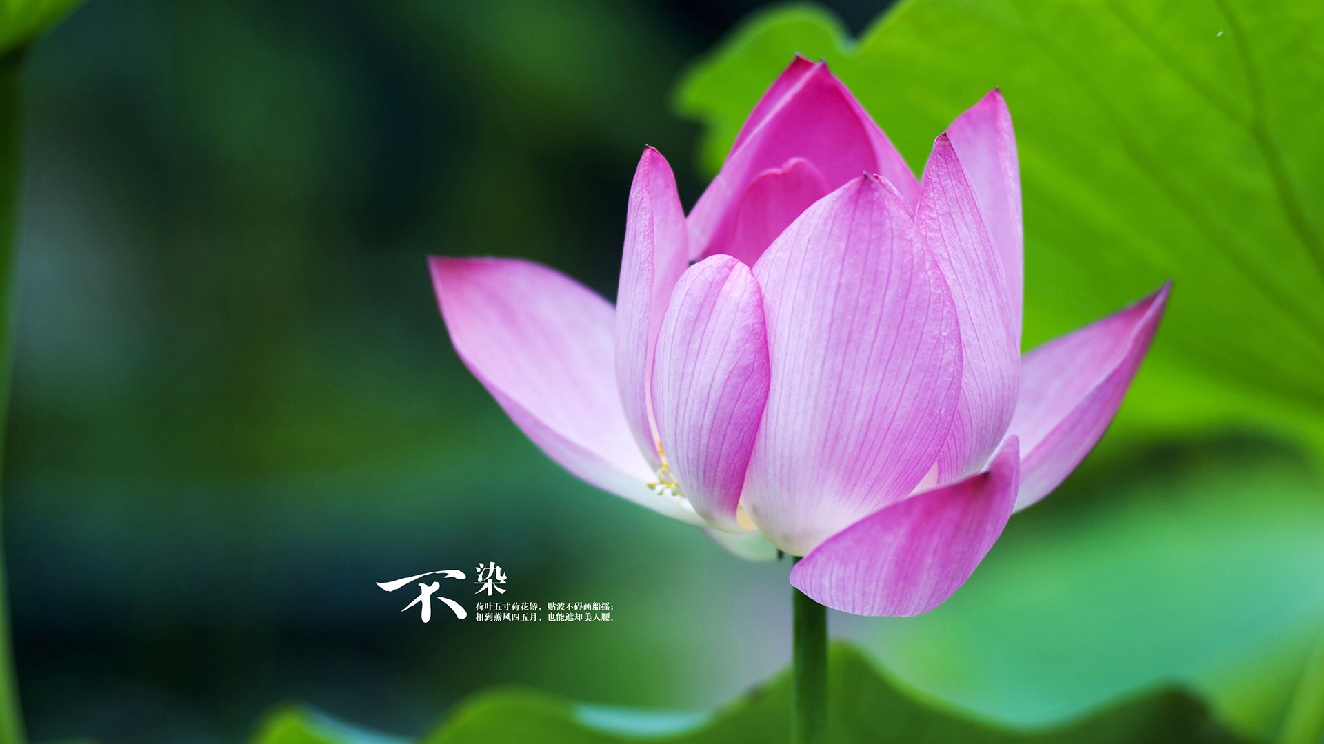 -亚洲巡回联赛：前程未卜胜者为王，wdc亚洲巡回赛国际公开赛