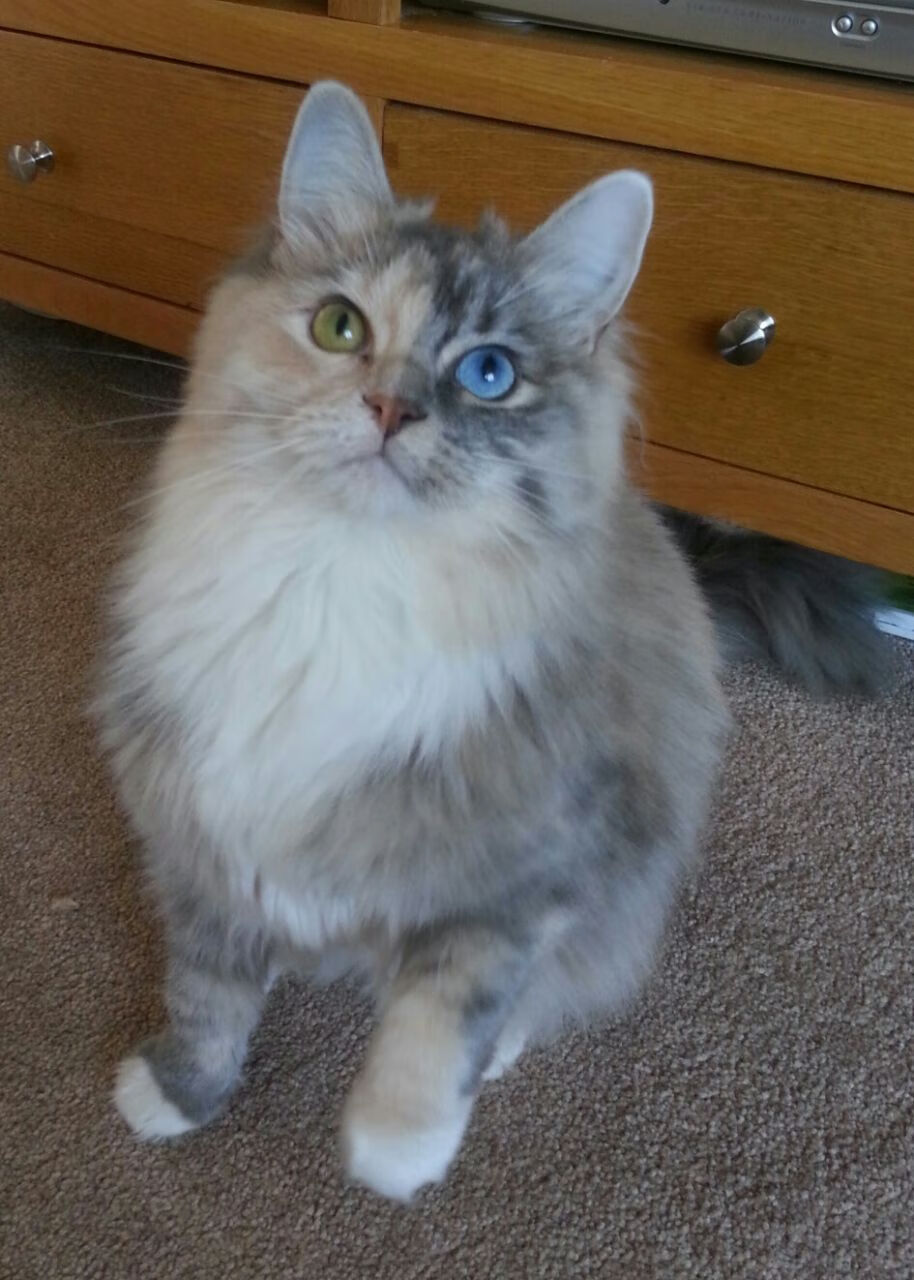 FB体育网页版-曼联主场大胜谢菲联，状态回暖，曼联主场大胜谢菲联,状态回暖了吗